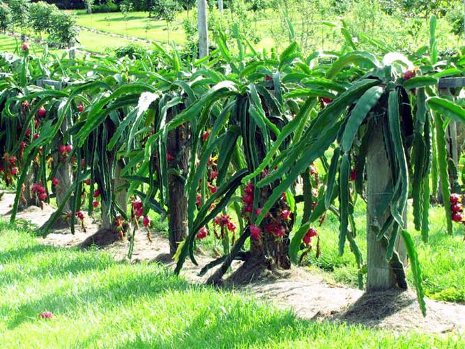 কৃষি তথ্য বিষয়ক অনুষ্ঠান- মাটির সুবাস - image